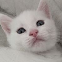 2 chatons males blancs et femelle tigrée 2,5 mois #7