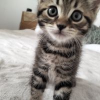 2 chatons males blancs et femelle tigrée 2,5 mois #8