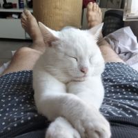 2 chatons males blancs et femelle tigrée 2,5 mois #10