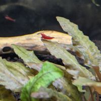 Neocaridina red fire