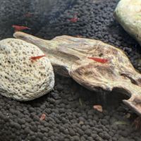 Neocaridina red fire #2