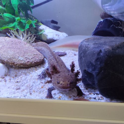 Réservations petits axolotls fin novembre
