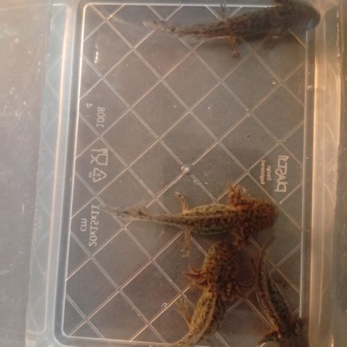 Réservations petits axolotls fin novembre #1