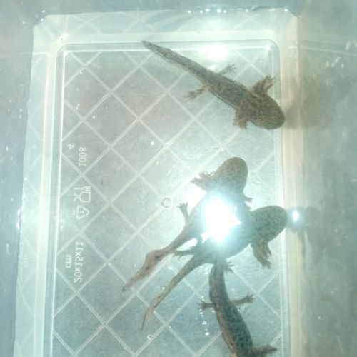Réservations petits axolotls fin novembre #2