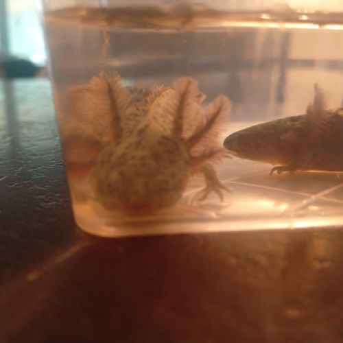 Réservations petits axolotls fin novembre #3