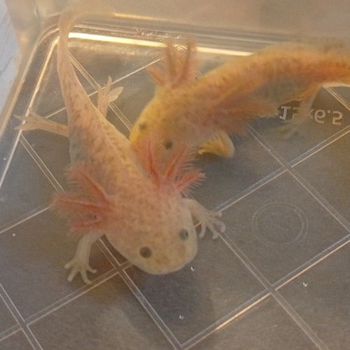 Réservations petits axolotls fin novembre #5