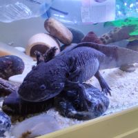 Réservations petits axolotls fin novembre #1