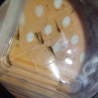 Réservations petits axolotls fin novembre #3