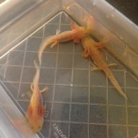 Réservations petits axolotls fin novembre