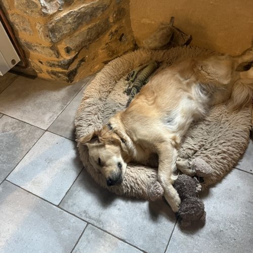 Chiots golden retriever lof à réserver #0