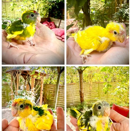 Perruches kakariki #0