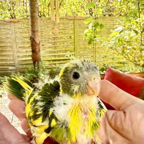 Perruches kakariki #3