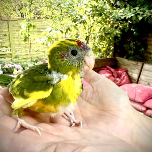 Perruches kakariki #4