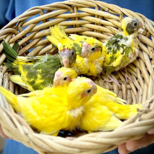 Perruches kakariki #6