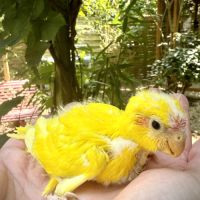 Perruches kakariki #2