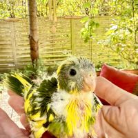 Perruches kakariki #3