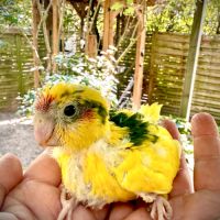 Perruches kakariki #5