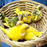 Perruches kakariki #6