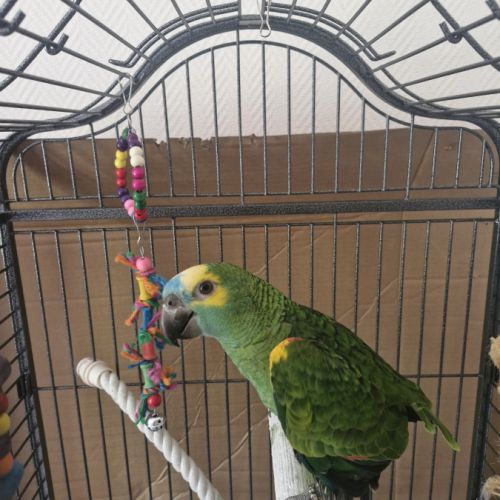 Amazone a front bleu élevé main #2