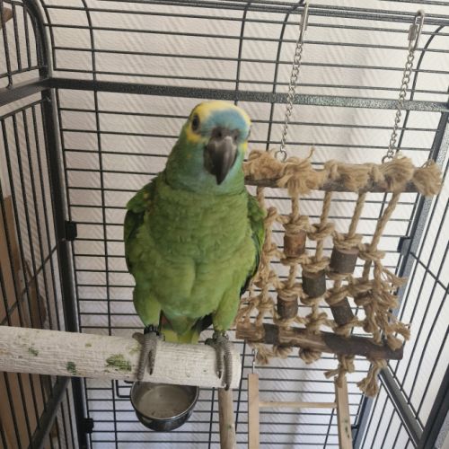 Amazone a front bleu élevé main #3