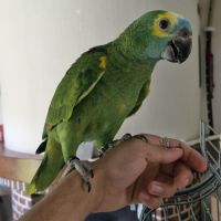 Amazone a front bleu élevé main #0