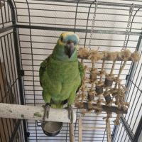 Amazone a front bleu élevé main #3