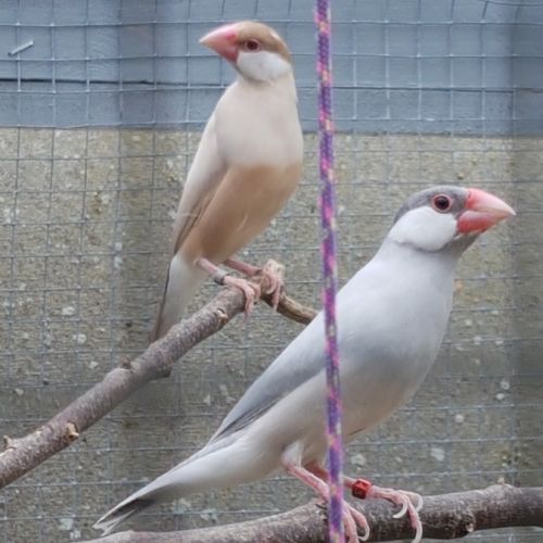 Padda de java élevé en volière extérieur #2