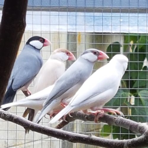 Padda de java élevé en volière extérieur