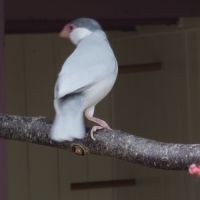 Padda de java élevé en volière extérieur #1