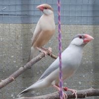 Padda de java élevé en volière extérieur #2