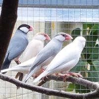 Padda de java élevé en volière extérieur #0