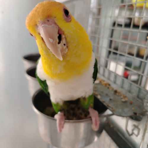 Caiques tete orange cuisses vertes #1