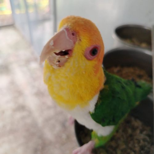 Caiques tete orange cuisses vertes #0