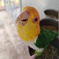 Caiques tete orange cuisses vertes