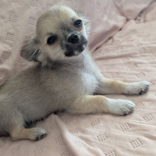 A réserver chiots chihuahua poils longs #2