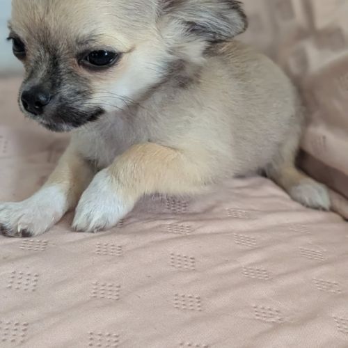 A réserver chiots chihuahua poils longs #0