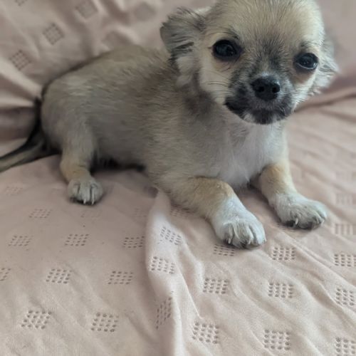 A réserver chiots chihuahua poils longs #4