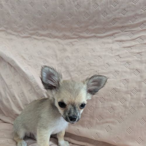 A réserver chiots chihuahua poils longs #6