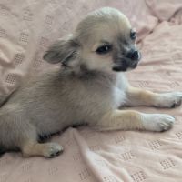 A réserver chiots chihuahua poils longs #1