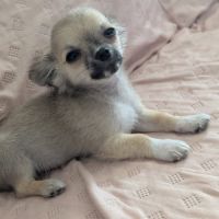 A réserver chiots chihuahua poils longs #2