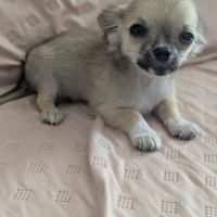 A réserver chiots chihuahua poils longs #4