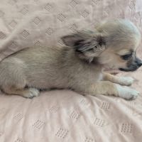 A réserver chiots chihuahua poils longs #5