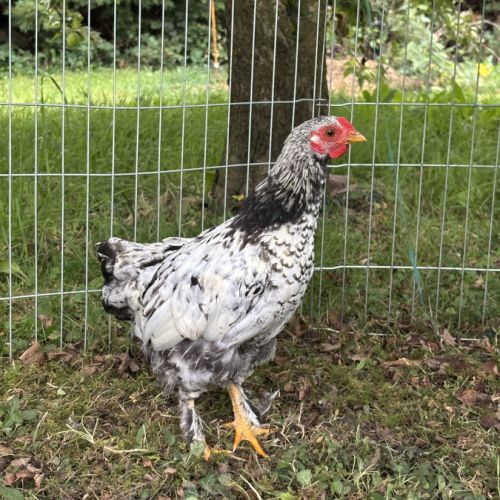 Coq wyandotte/pekin #1