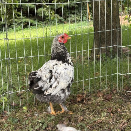 Coq wyandotte/pekin #2