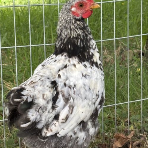 Coq wyandotte/pekin #0