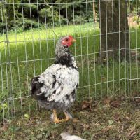Coq wyandotte/pekin #2