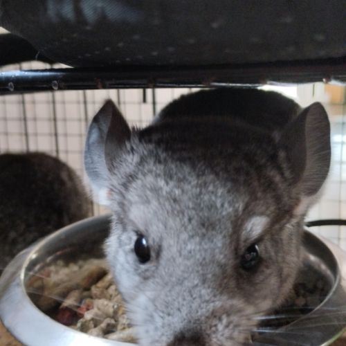 Bébé chinchilla #1