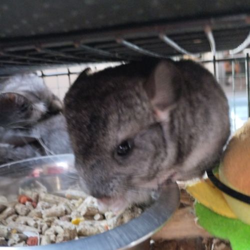 Bébé chinchilla #6