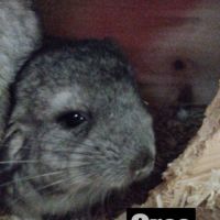 Bébé chinchilla #3