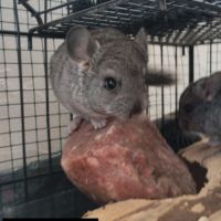 Bébé chinchilla #4